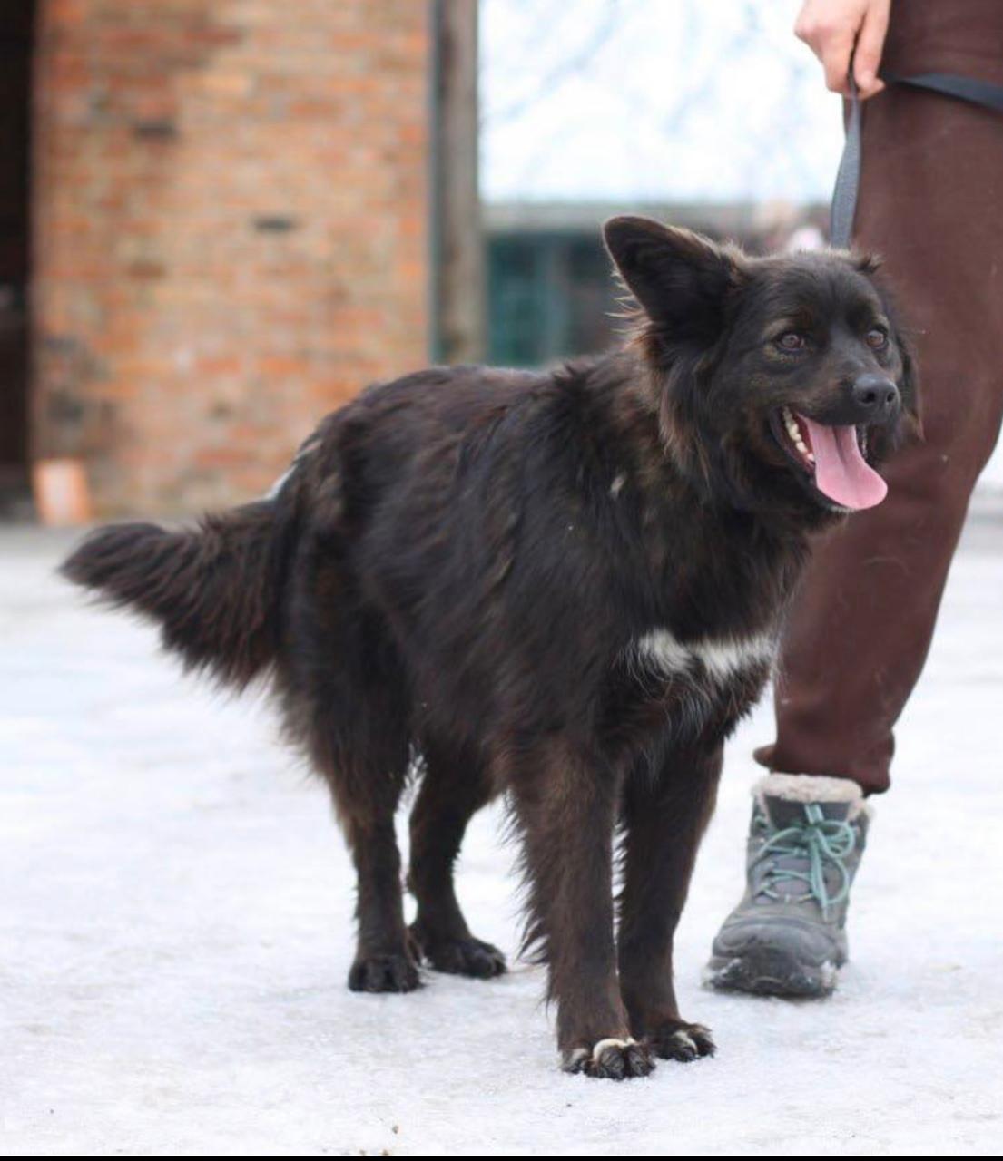 Chiens à adopter